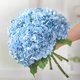thumbnail image 1 of Kmise Hortensias Flores Artificiales 22 Hortensias De Látex Realistas De Tacto Real Hortensias De Imitación Grandes Para Decoración Del Hogar Ramos De Boda Azul Claro 5 Piezas, 1 of 5
