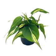 Philo Silver Stripe, 4 inch Variegated Philodendron Hederaceum Cordatum Heartleaf