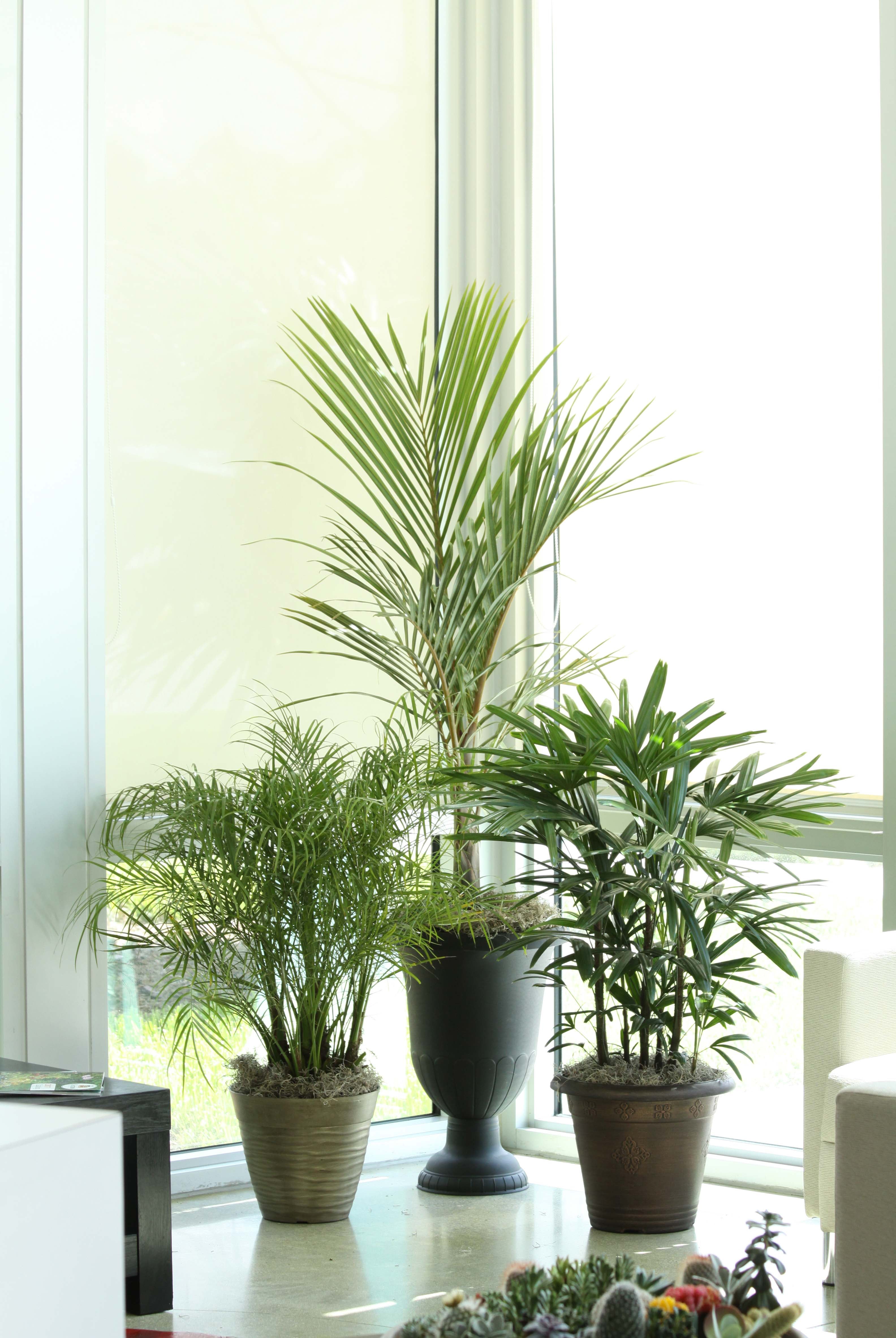 Expert Gardener Queen Palm Live Outdoor Plant, 2.25 Gallon Grower Pot, Filtered Sun