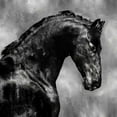 thumbnail image 2 of Rose, Martin 20x20 Black Ornate Wood Framed with Double Matting Museum Art Print Titled - Black Stallion on Silver, 2 of 4