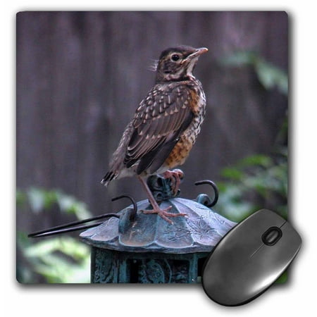 3dRose  Baby Robin on a Feeders  MousePad price history on PriceWatchPro