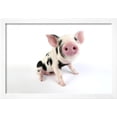 thumbnail image 2 of Pig Kune Kune Cross Gloucester Old Spot Piglet, Animals Scenic Framed Art Print Wall Art, 2 of 5