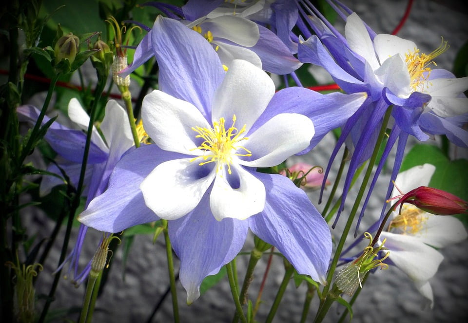 Flower Beauty Seasonal Purple Stamen Petals White-20 Inch By 30 Inch