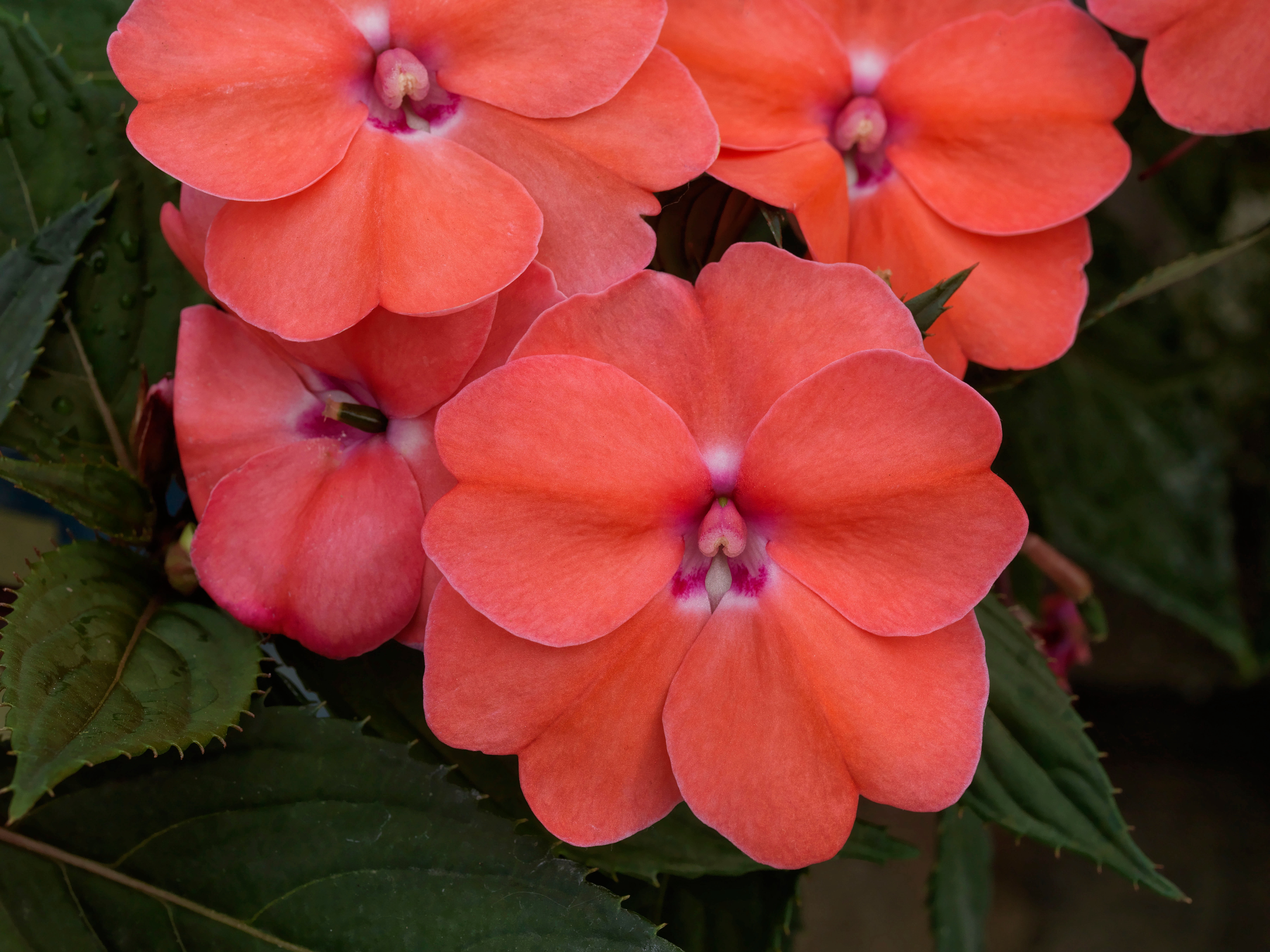 Multicolor Sunpatiens 2 Gallon Hanging Basket Live Plants for Shade