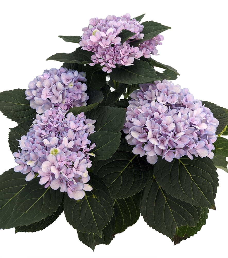 Image of Magical Revolution Hydrangea Image 2