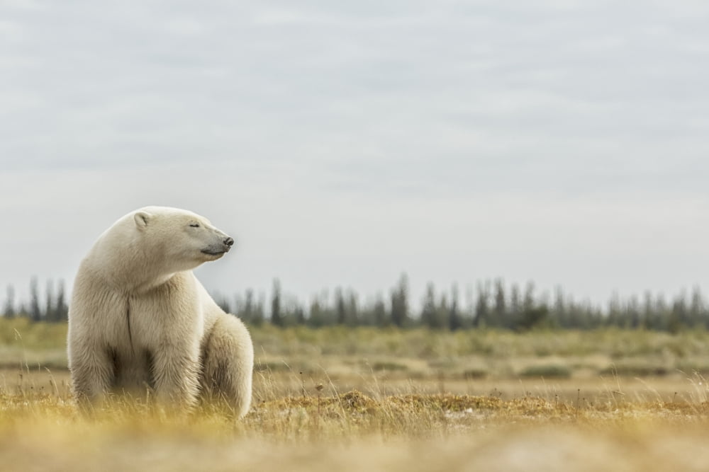 Polar Bear Sitting