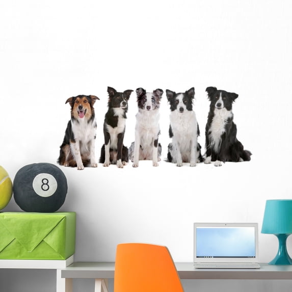 Five Border Collie Dogs Wall Decal by Wallmonkeys Peel and Stick Graphic (36 in W x 18 in H) WM79693
