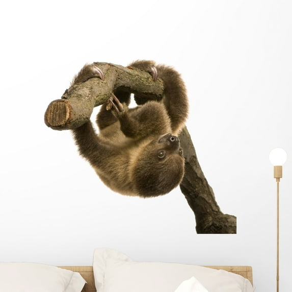 Baby Two-toed Sloth 4 Wall Mural by Wallmonkeys Peel and Stick Graphic (24 in W x 22 in H) WM249565