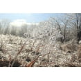 thumbnail image 2 of Weyers, Anna 14x11 White Modern Wood Framed Museum Art Print Titled - Tallgrass Trail at Big Muddy National Fish and Wildlife Refuge-Missouri, 2 of 4