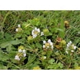 thumbnail image 2 of 50 WHITE PRUNELLA Vulgaris Heal All / Self Heal / Woundwort Herb Flower Seeds, 2 of 3