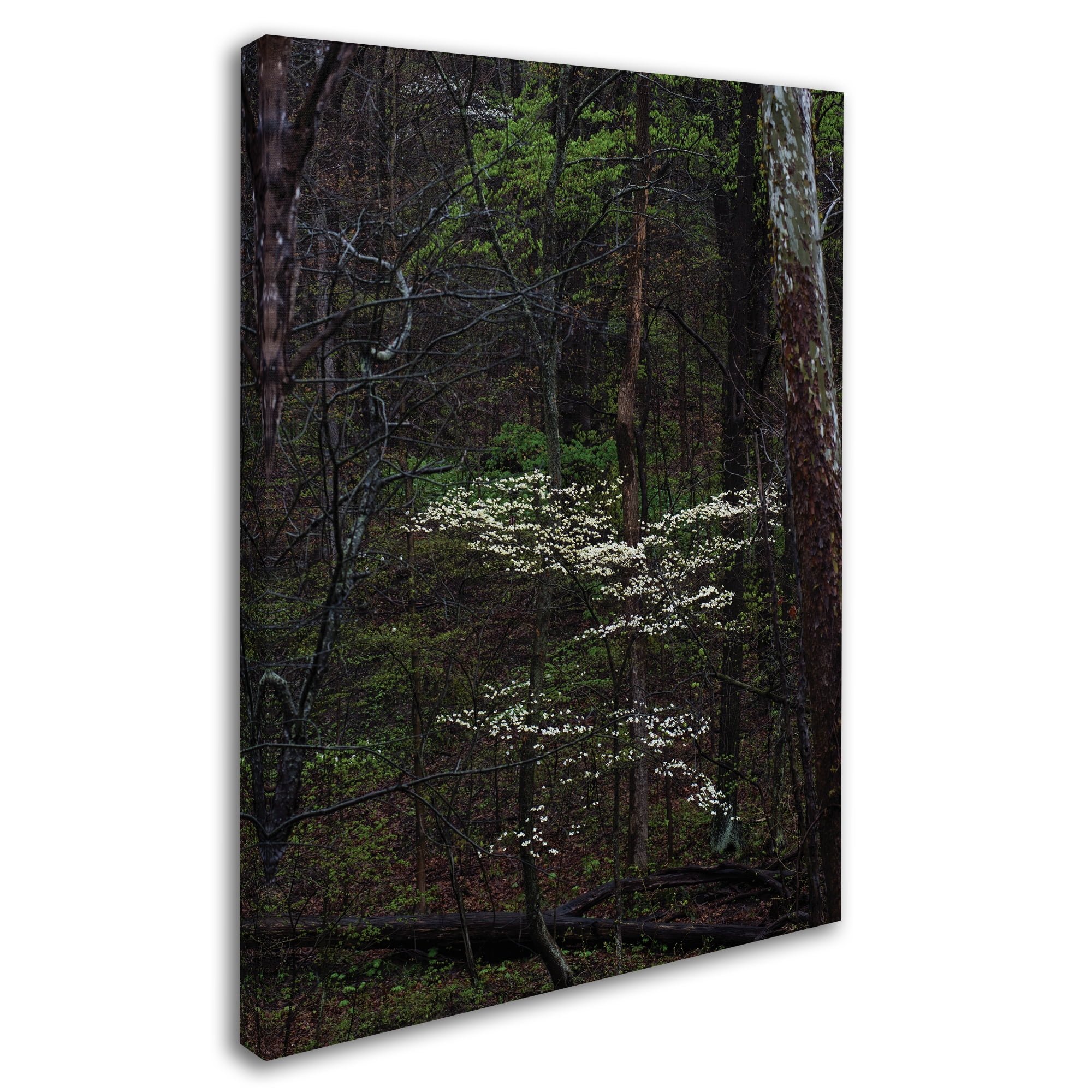 Trademark Fine Art 'Dogwood Trees in the Forest' Canvas Art by Kurt Shaffer