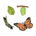 thumbnail image 4 of Conjunto de ciclo de crecimiento Animal educativo para niños de 3 a 6 años, regalo de Navidad, herramientas de enseñanza de ciencias, rompecabezas, mariposa 10x5.5cm, 4 of 8