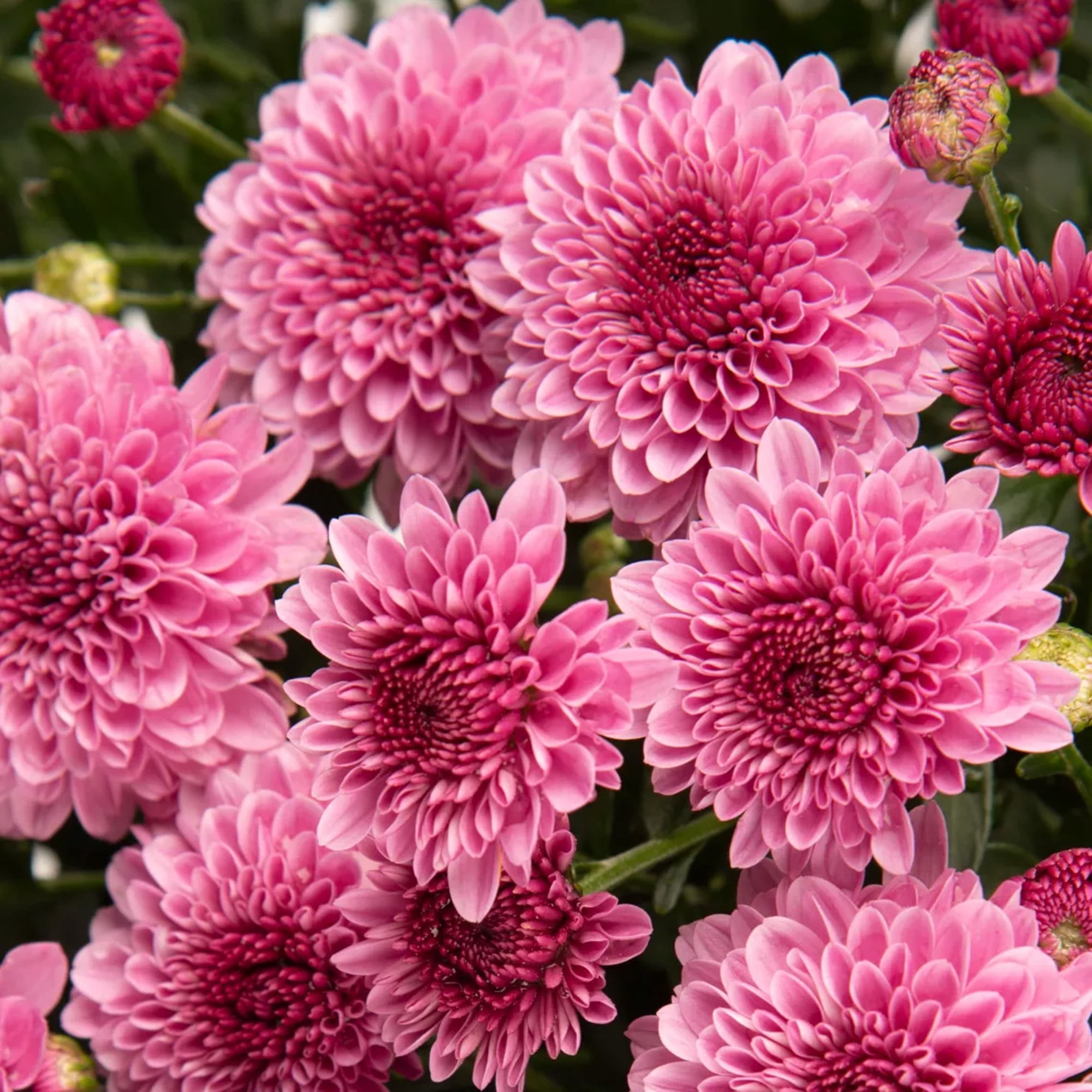 Better Homes & Gardens Pink Mum Live Plant in Decorative Pot, 1.5 Gallon