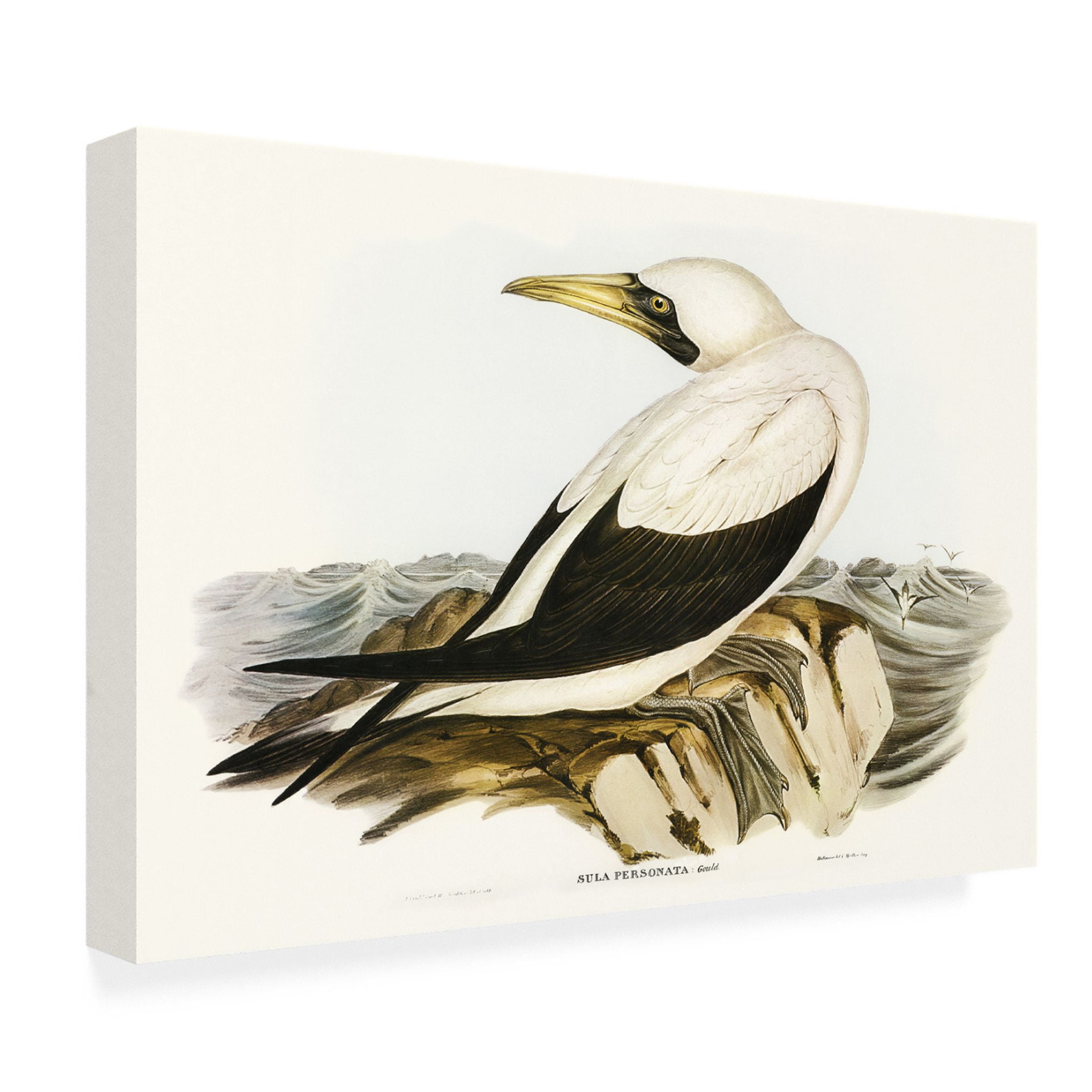 Trademark Fine Art Elizabeth Gould Majestic Waterbird VI Canvas Wall Art