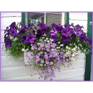 200 Mixed Colors SWAN RIVER DAISY Brachyscome Iberidifolia Flower Seeds