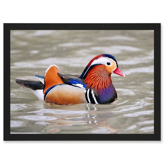 Animal Photo Bird Male Mandarin Duck Artwork Framed Wall Art Print A4