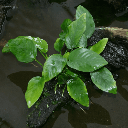 Anubias Barteri Live Aquarium Plant – Easy Low Light Freshwater Aquatic Plant for Fish & Shrimp Tanks