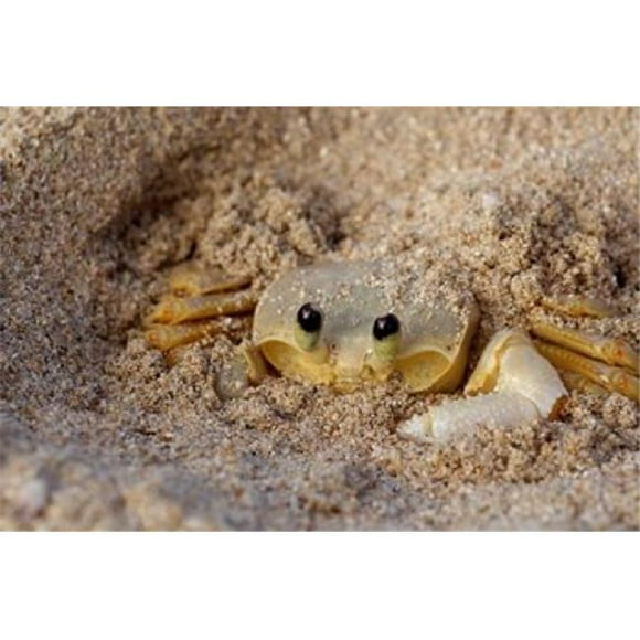 Posterazzi PDDCA37CMI0210 Emerald Beach Sand Crab Lindergh Bay St Thomas Us Virgin Islands Caribbean Print by Cindy Miller Hopkins