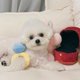 thumbnail image 2 of Caja de anillos de peluche, funda de amor, juguete para masticar para mascotas, sonidos de cachorros, 2 of 5