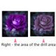 thumbnail image 5 of Cuadros Decorativos 5D bricolaje completo taladro cuadrado diamante pintura púrpura rosa punto de cruz mosaico Ndcxsfigh  Nuevos Originales, 5 of 8