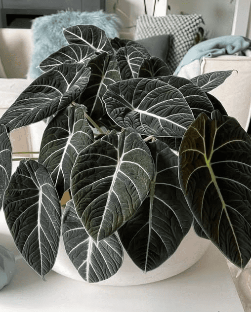 Alocasia Black Velvet Plant 4-6 Inch Tall, Velvet Dark Leaves, Rare Aesthetic Indoor Plant Decor