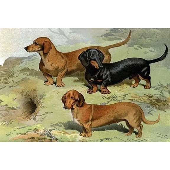 Poster Dachshunds Vero Shaw Print- UNFRAMED Poster Prints, Wall Art For Home Decor Or Office - Great Gift Idea For Friends & Family, UNFRAMED-8x12