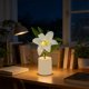 thumbnail image 4 of Lámpara de noche en maceta de flores Lámpara mini de escritorio alimentada por pilas, lámpara de noche de plástico rosa blanco rosa rosa cuna 30 cm, regalo romántico de decoración para mujeres, 4 of 6