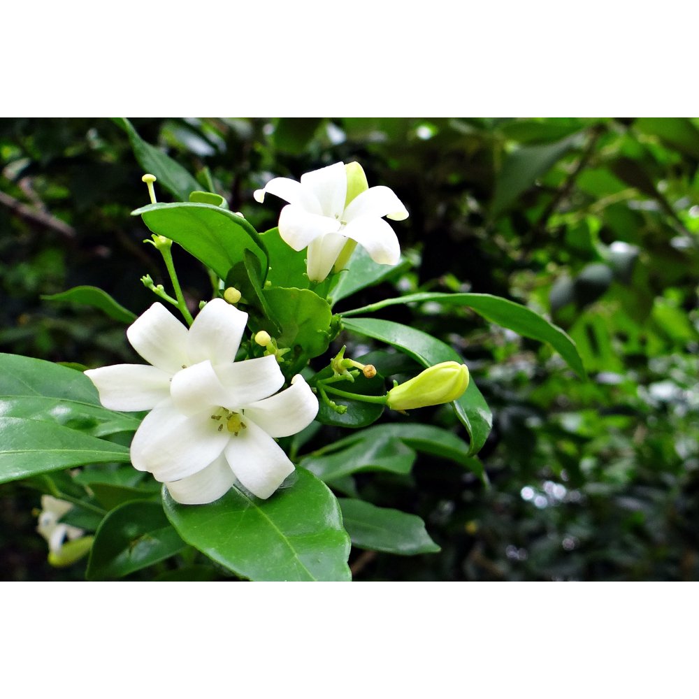 5 Seeds Jasmine Great Tropical Multiuse Plant seed