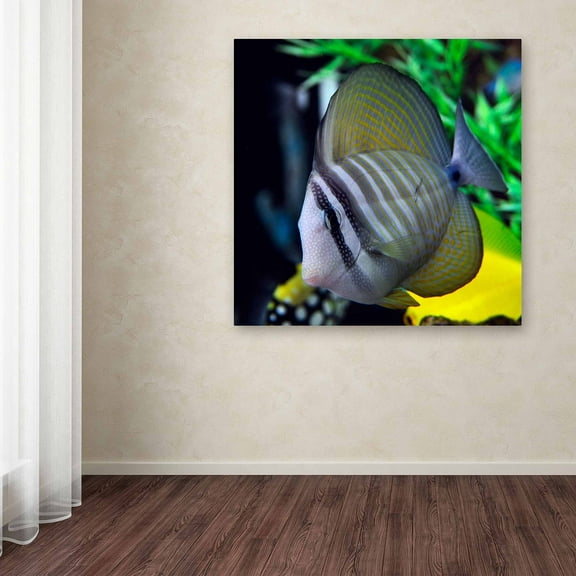 Trademark Fine Art "Tropical Fish 2" Canvas Art by Kurt Shaffer