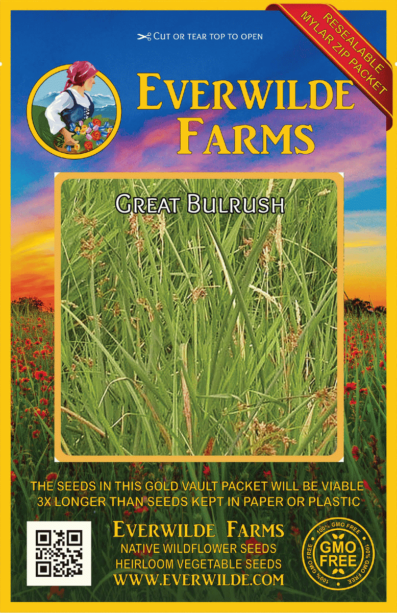 Everwilde Farms - 1 lb Great Bulrush Native Grass Seeds - Gold Vault Bulk Seed Packet