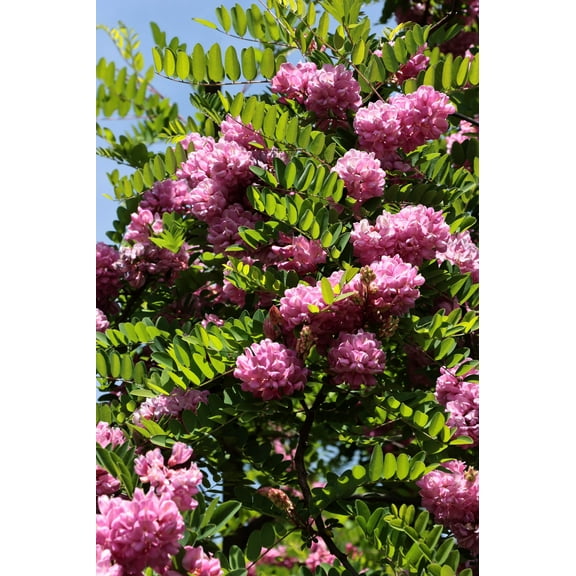 15 ROSE LOCUST / Pink ACACIA Flower Robinia Hispida Fertilis Tree Shrub Seeds
