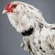 thumbnail image 2 of 12x No Crowing Collar para Gallos Pollo No Crowing Banda para El Cuello Suministros para Aves de Corral, 2 of 9