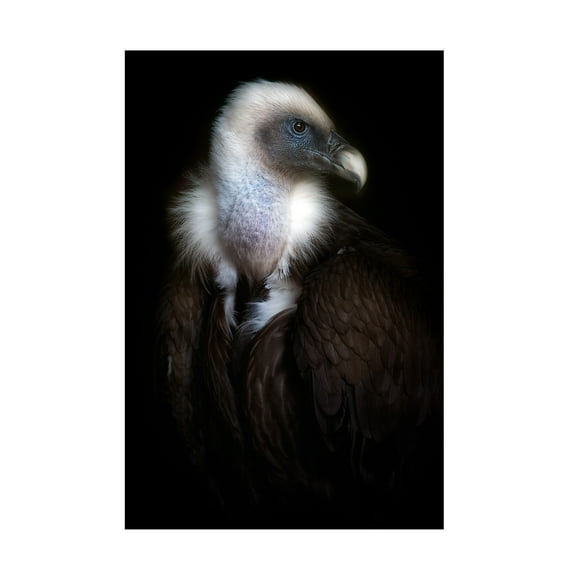Santiago Pascual Buye 'Vulture Portrait Ii' Canvas Art