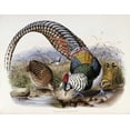 thumbnail image 2 of Elliot, Daniel Giraud 14x12 White Modern Wood Framed Museum Art Print Titled - Family of Pheasants, 2 of 4