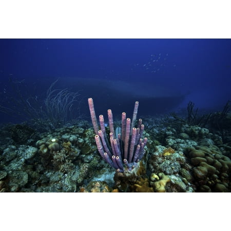 A large group of purple tube sponge sits high on the reef Canvas Art - Terry MooreStocktrek Images (18 x 12)