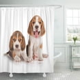 thumbnail image 1 of ABPHQTO Perro Lindo Cachorro Beagle 5 Semanas Fondo Sentado Divertido Cortina de Ducha 150x180 cm, 1 of 1