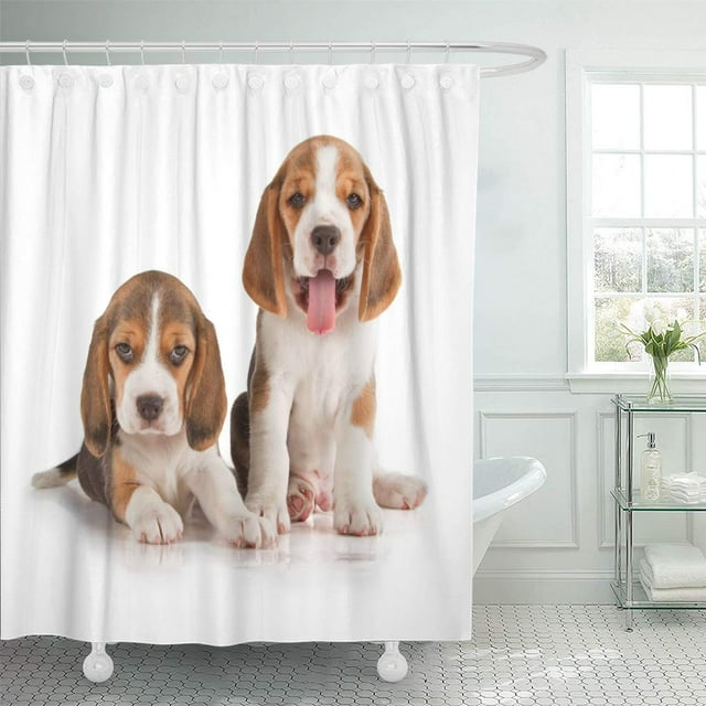 ABPHQTO Perro Lindo Cachorro Beagle 5 Semanas Fondo Sentado Divertido Cortina de Ducha 150x180 cm