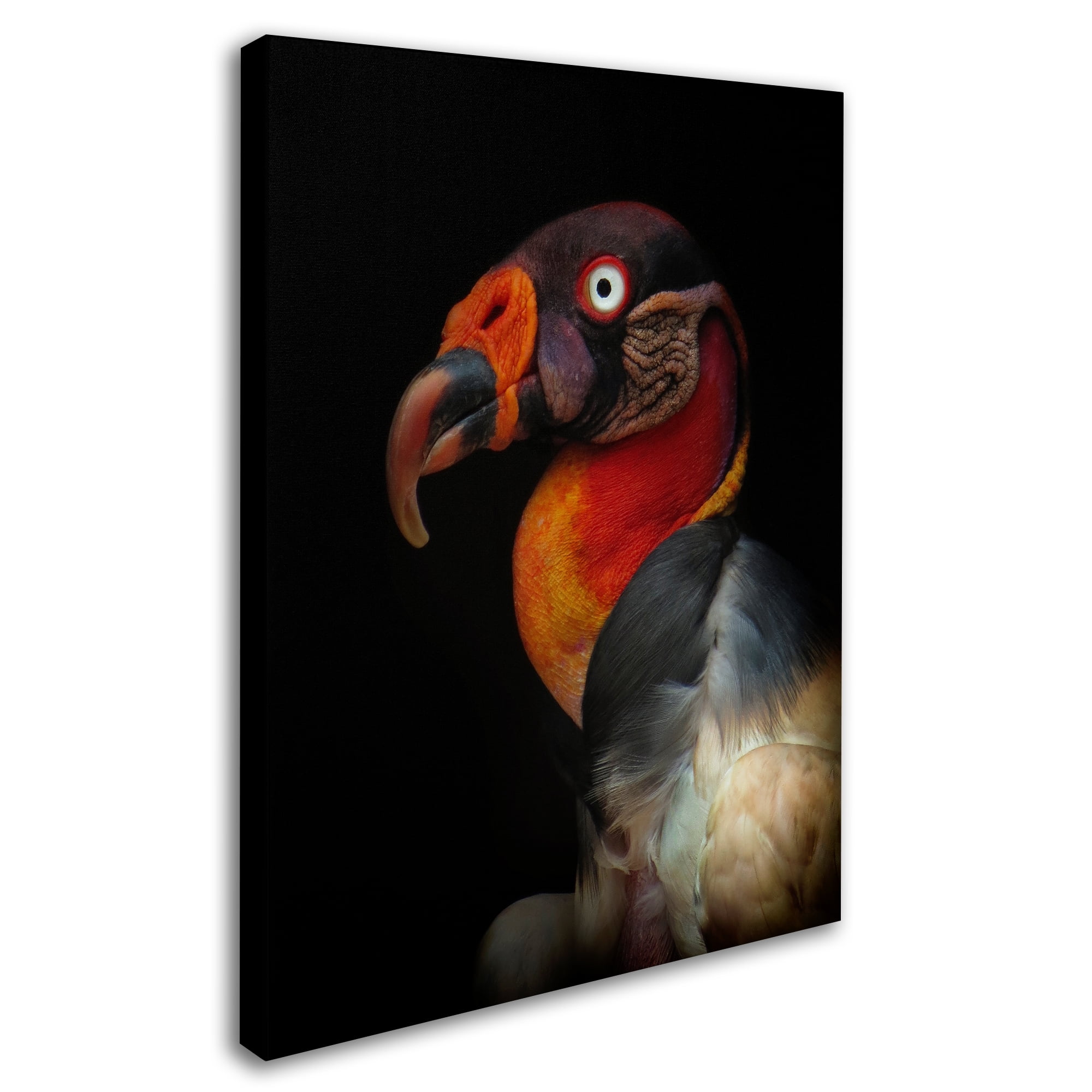 Trademark Fine Art 'King Vulture' Canvas Art by Ferdinando Valverde