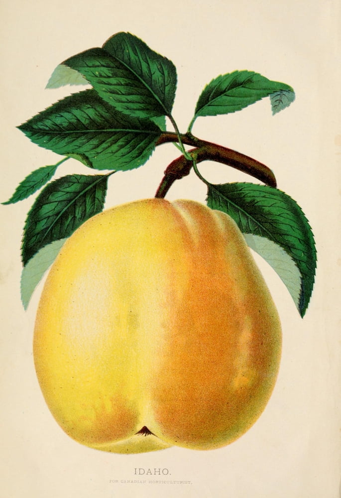 Canadian Horticultu
