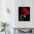 thumbnail image 3 of Nawypu Canvas Prints Wall Art - Closeup of Red Rose Flower Against Black Background | Modern Wall Decor/Home Decoration Stretched Gallery Canvas Wrap Giclee Print & Ready to Hang -, 3 of 4