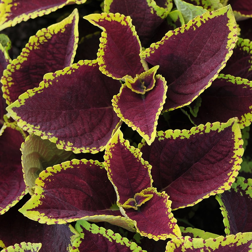 Element 13" Red, Brown and Green Coleus Kong Jr Asst Live Plants Pot (4 Count)