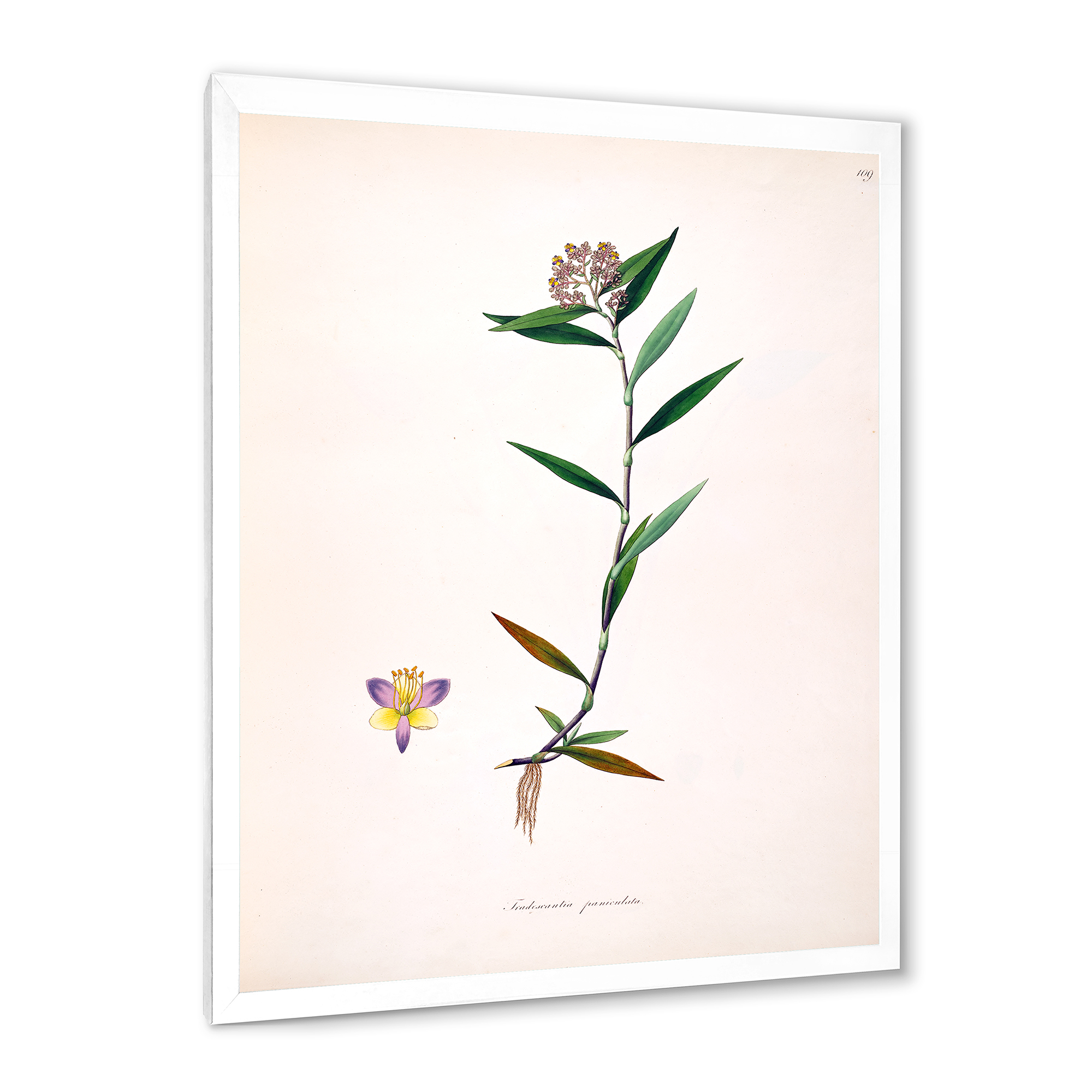 Designart 'Ancient Botanicals XIX' Farmhouse Framed Art Print
