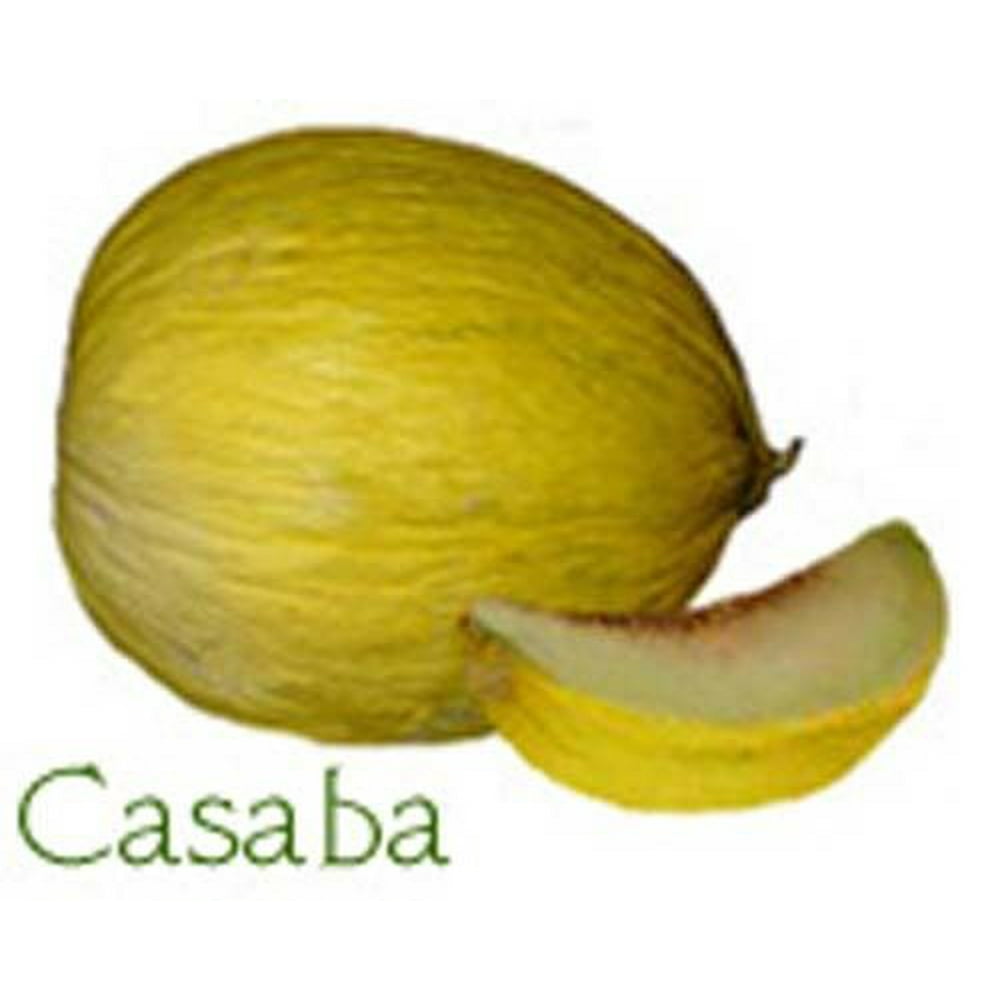 Cantaloup Melon Casaba Golden Beauty Great Heirloom Vegetable 50 Seeds