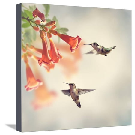 Ruby Throated Hummingbirds Hover over Trumpet Vine Stretched Canvas Print Wall Art By Svetlana