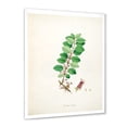 thumbnail image 2 of Designart 'Ancient Plant Life XVII' Farmhouse Framed Art Print, 2 of 4