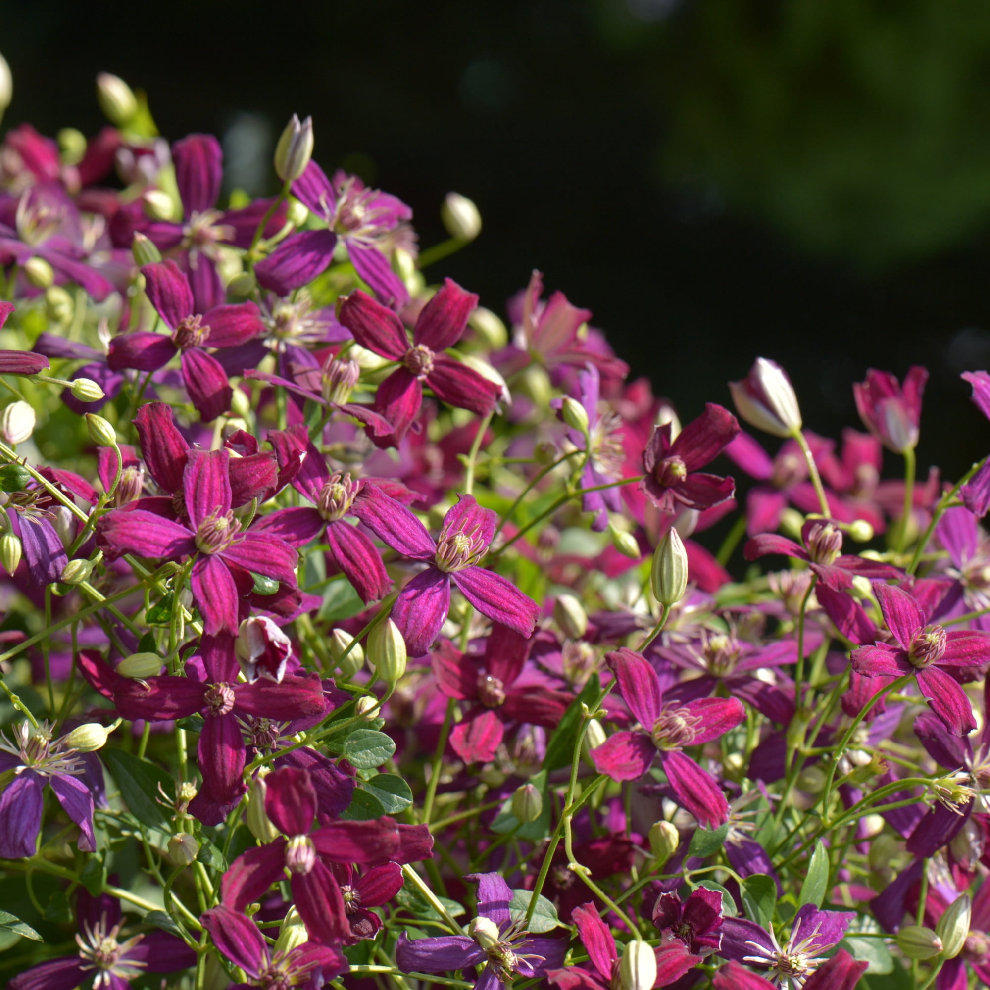 Proven Winners ColorChoice 5" Purple 'Sweet Summer Love' Clematis Live Plant in 4.5" Pot (4 Count)
