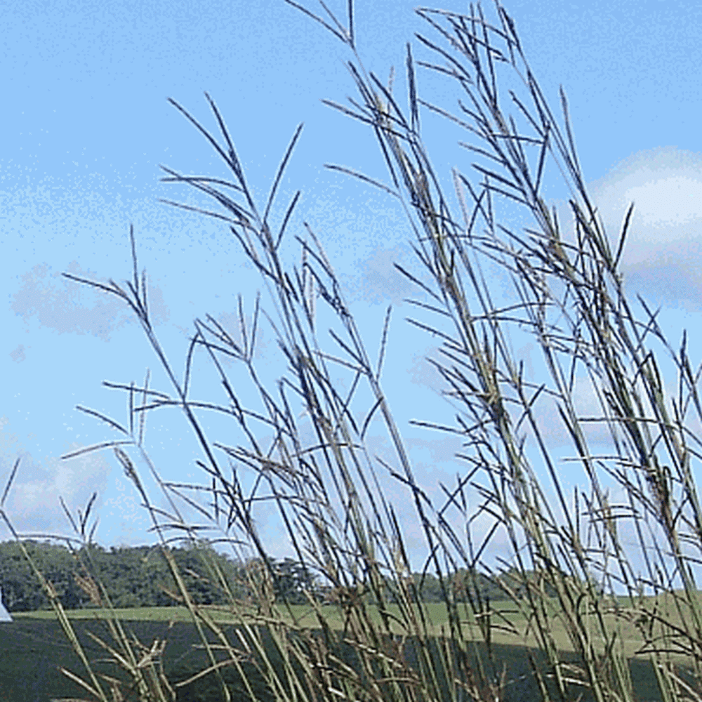 Everwilde Farms 1 Lb Big Bluestem Native Grass Seeds Gold Vault