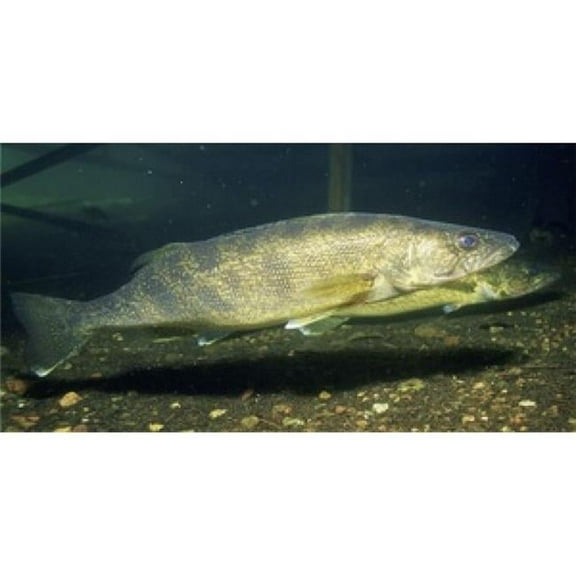 212 Main LPO629 Walleye Fish Underwater Photo License Plate