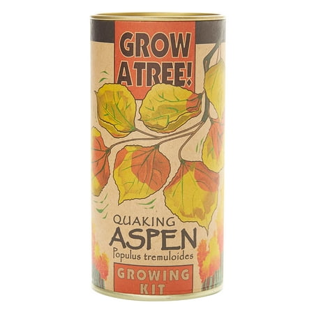 Quaking Aspen | Tree Seed Grow Kit | The Jonsteen (Best Seed Catalog Companies)