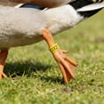 thumbnail image 6 of A Set of Poultry Identification Leg Bands Clip On Open Leg Bands for Chickens Roosters Hens Ducks Farm Tags, 6 of 6
